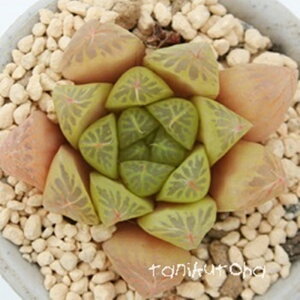 Iuc[TC nI`A MTCY5.5cm|bg hawrthia obutusa lime `^ eo^Cv A 