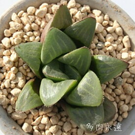 楽天市場 多肉植物 ハオルチア 寿の通販
