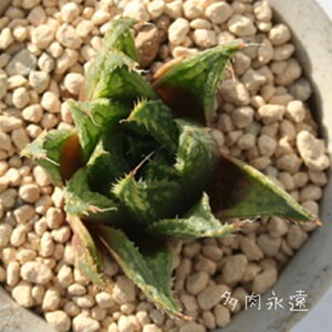 EBVX nI`A MTCY5.5cm|bg hawrthia sp ^ eo^Cv ꂢ 񂹐Aɂ A 
