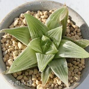 j I`A MTCY5.5cm|bg hawrthia turgida f. variegata `^ eo^Cv A 