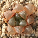 トルンカタいくら ハオルチア Mサイズ5.5cmポット hawrthia cooperii var. truncata ikura 極小型種 仔を出すタイプ 多肉植物 透明窓