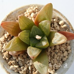 bhtbV nI`A MTCY5.5cm|bg hawrthia red frash `^ eo^Cv ꂢ 񂹐Aɂ A 