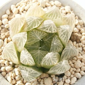白水晶 ハオルチア Mサイズ5.5cmポット hawrthia cooperi var pilifera variegata 小〜中型種 仔を出すタイプ きれい 寄せ植えにも 多肉植物 透明窓