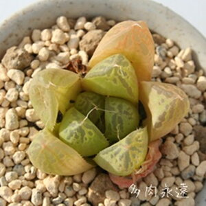 RAN^[^ nI`A MTCY5.5cm|bg hawrthia coaractata `^ eo^Cv ꂢ 񂹐Aɂ A 