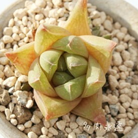 白寿殿 ハオルチア Mサイズ5.5cmポット hawrthia hakujyuden 小型種 仔を出すタイプ きれい 寄せ植えにも 多肉植物 透明窓
