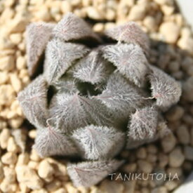ベヌスタ ハオルチア Mサイズ5.5cmポット hawrthia cooperi var. venusta 小〜中型種 ロゼットタイプ きれい 寄せ植えにも 多肉植物 透明窓