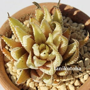  nI`A MTCY5.5cm|bg hawrthia fasciata f. variegata `^ td˂^Cv A 