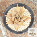 リミフォリア ハオルチア Mサイズ5.5cmポット hawrthia limifolia 小〜中型種 ロゼットタイプ 多肉植物