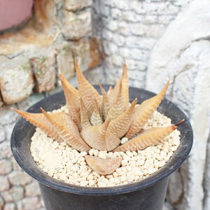 ハオルチア 寄せ植えの人気商品 通販 価格比較 価格 Com