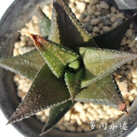 緑竜 ハオルチア Mサイズ5.5cmポット hawrthia tessellata green 中型種 葉を重ねるタイプ きれい 寄せ植えにも 多肉植物 透明窓