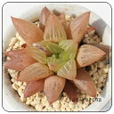 花椿 ハオルチア Mサイズ5.5cmポット hawrthia hanatubaki 小〜中型種 仔を出すタイプ 多肉植物 透明窓