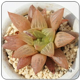 花椿 ハオルチア haworthia hanatubaki 多肉植物 透明窓 ジュエリープランツ 観葉植物 群馬県産 ベランダ インテリア 室内植物