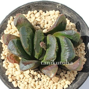 Ì nI`A MTCY5.5cm|bg hawrthia seiko `^ td˂^Cv ꂢ 񂹐Aɂ A 