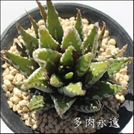 楽天市場 十二の巻 花 ガーデン Diy の通販