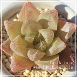 vjtHA nI`A MTCY5.5cm|bg hawrthia cymbiformis v. planifolia. `^ eo^Cv ꂢ 񂹐Aɂ A 