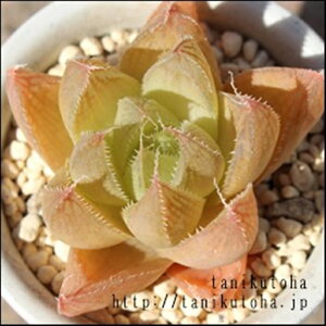 ZVt[ nI`A MTCY5.5cm|bg hawrthia hyb. `^ eo^Cv ꂢ 񂹐Aɂ A 