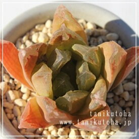 赤い薔薇 ハオルチア Mサイズ5.5cmポット hawrthia akaibara. 小〜中型種 仔を出すタイプ きれい 寄せ植えにも 多肉植物 透明窓