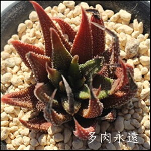 松の雪 ハオルチア Mサイズ5.5cmポット hawrthia attenuata. 小〜中型種 葉を重ねるタイプ 多肉植物