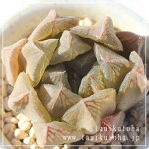 VRP nI`A MTCY5.5cm|bg hawrthia hyb. `^ [bg^Cv A