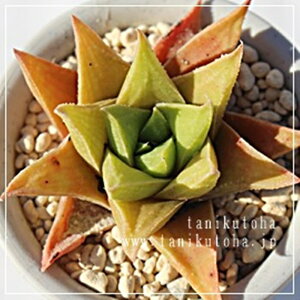 r{ nI`A MTCY5.5cm|bg hawrthia 'manda's hybrid'. `^ td˂^Cv A