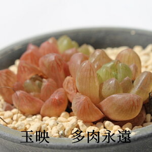 ʉf nI`A MTCY5.5cm|bg hawrthia umbraticola var.gyokuei. ɏ^ eo^Cv A 