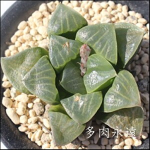 B呋RvgXRN^ nI`A MTCY5.5cm|bg hawrthia comptonianaxcorrecta. `^ [bg^Cv A 