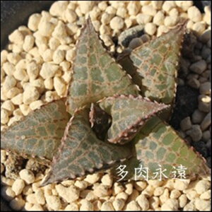 竜鱗 ハオルチア Mサイズ5.5cmポット hawrthia tessellata 小〜中型種 仔を出すタイプ 多肉植物 透明窓