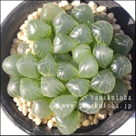 楽天市場 多肉植物 透明の通販