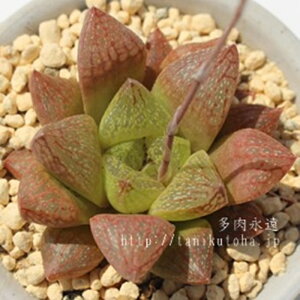 fj[ nI`A MTCY5.5cm|bg hawrthia turgida rodinii `^ [bg^Cv ꂢ 񂹐Aɂ A 