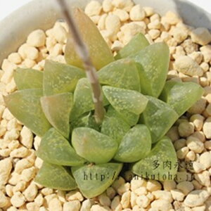 ̉ nI`A MTCY5.5cm|bg hawrthia turgida v.palidifolia `^ eo^Cv ꂢ 񂹐Aɂ A 