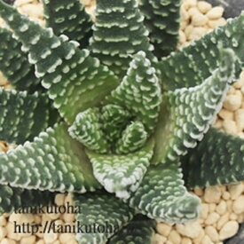 楽天市場 チョコペン 花 ガーデン Diy の通販