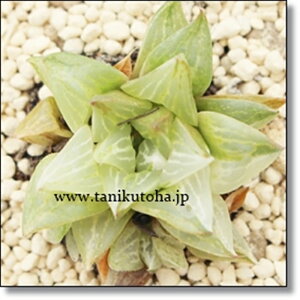 X D nI`A MTCY5.5cm|bg hawrthia turgida cv. variegata ɏ^ eo^Cv ꂢ 񂹐Aɂ A 