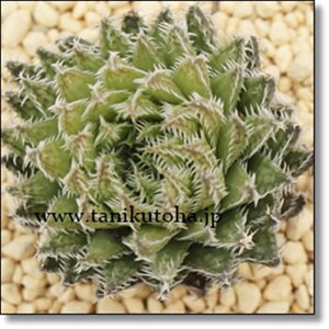 eI[U nI`A MTCY5.5cm|bg hawrthia luteorosea ^ eo^Cv A 