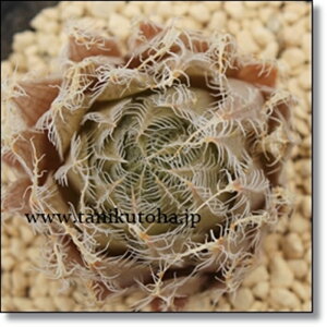 羽衣 ハオルチア Mサイズ5.5cmポット hawrthia bolusii var. hagoromo 小〜中型種 ロゼットタイプ 多肉植物