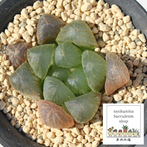 }XJbg nI`A MTCY6cm|bg haworthia Muscat A  i