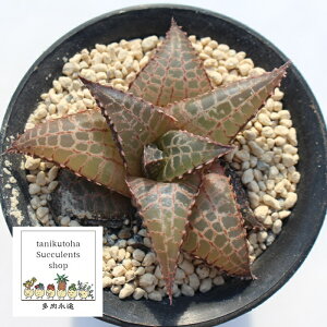 كbh nI`A MTCY6cm|bg HAWRTHIA tessellata `^ ^Cveo^Cv A 