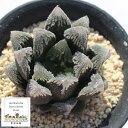 雪うさぎ ハオルチア HAWRTHIA yukiusagi 多肉植物 透明窓 ハオルチア販売 ハオルチア通販 インテリア ガーデニング