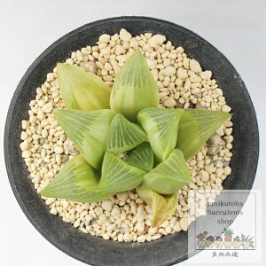 c[T nI`A MTCY 5.5cm|bg Haworthia retusa variegata `^