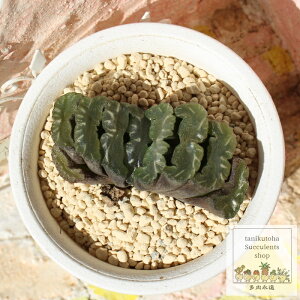 玉扇鬼岩城 ハオルチア Mサイズ5.5cmポット Haworthia kiganjou 小〜中型種 仔を出すタイプ 多肉植物 透明窓