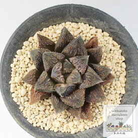毛蟹 ハオルチア Mサイズ5.5cmポット Haworthia Splendens 小〜中型種 ロゼットタイプ