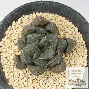 aIuc[T nI`A MTCY 5.5cm|bgHaworthia yumedono obtusa `^