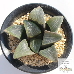 RvgjA nI`A MTCY 5.5cm|bg Haworthia myricaceae comptonia [bg^Cv