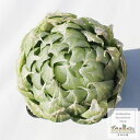 ロックウッディー ハオルチア 3号ポット Haworthia lockwoodii ロゼットタイプ 多肉植物