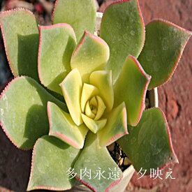 夕映え Mサイズ6cmポット アエオニウム 多肉植物 aeonium haworthii tricolour 小〜中型種 幹立ちタイプ 多肉植物 きれい 寄せ植えにも