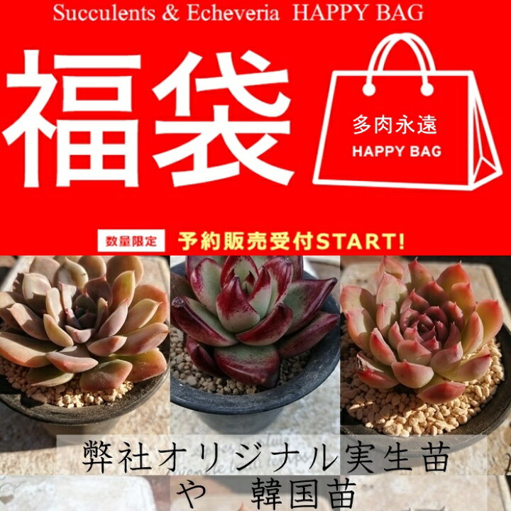 楽天市場 エケベリア円福袋 送料無料 大容量福袋 たにく福袋 多肉永遠 福袋21年 ハッピーバック 韓国苗福袋 株式会社多肉 永遠楽天市場店