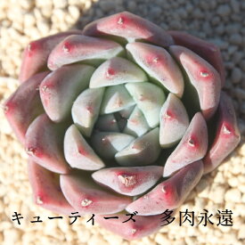キューティーズ エケベリア Mサイズ6cmポット 韓国苗 薔薇咲 ロゼット 多肉植物