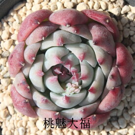 桃魅大福 永遠ラベル付き エケベリア Mサイズ5.5cmポット Echeveria momomidaihuku 薔薇咲 多肉植物 小〜中型種 ロゼットタイプ きれい かわいい