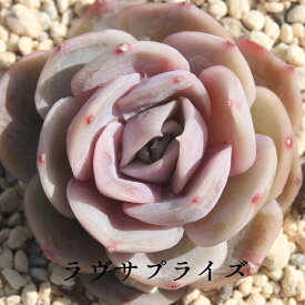ラヴサプライズ エケベリア Mサイズ6cmポット 韓国苗 薔薇咲 ロゼット 多肉植物
