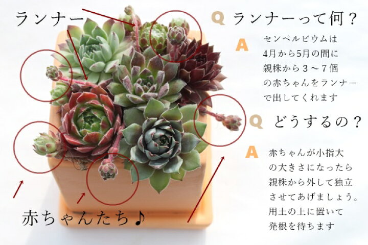 楽天市場 センペルビウムの母の日ギフトの贈り物 22母の日 多肉植物の寄せ植え 一部地域除き送料無料 可愛い 母の日多肉植物 母の日贈り物 ギフト 母の日おしゃれ 可愛い花 母の日ギフト花 株式会社多肉永遠楽天市場店