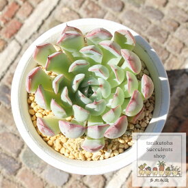 花時計 永遠ラベル付き エケベリア Mサイズ5.5cmポット Echeveria hanadokei 薔薇咲 多肉植物 小〜中型種 ロゼットタイプ きれい かわいい